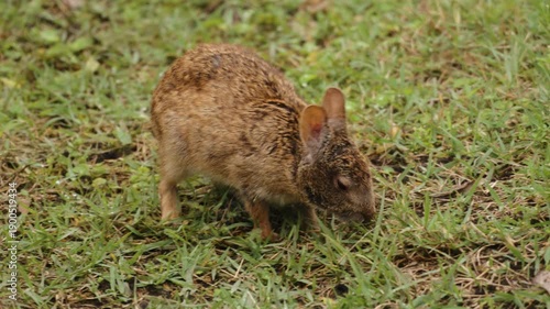 Wild rabbit grazing on grass in natural habitat