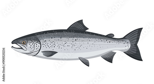 Realistic illustration of a salmon fish on white background