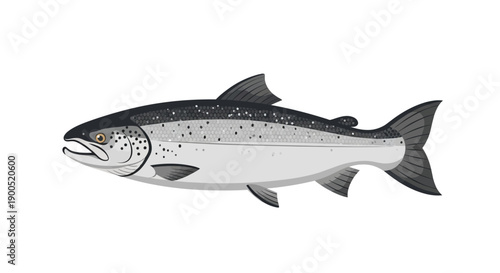 Detailed vector illustration of a realistic salmon fish on white background