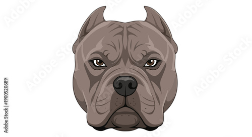 Vector illustration of a serious pitbull dog face on white background