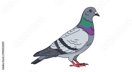 Vector illustration of a pigeon with colorful plumage on white background