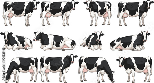 Dairy cow illustration set with multiple poses, black and white cattle collection, farm livestock animals, agricultural theme, detailed flat vector style, isolated on white background