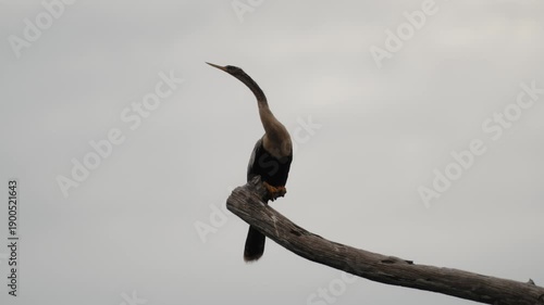 Anhinga bird perched on branch against cloudy sky