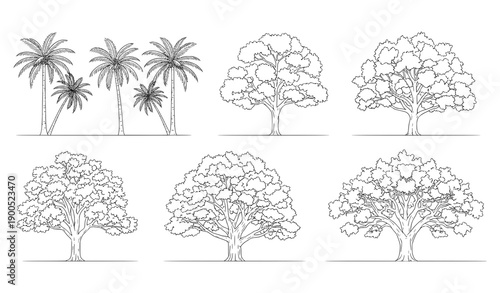 Architectural tree elevation vector set with tropical and oak trees in minimal line style