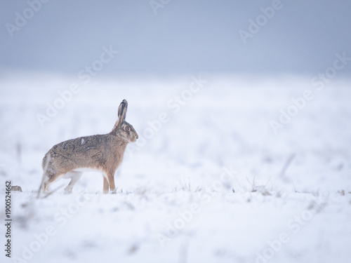 Canvas Print rabbit in the snow