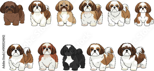 Shih Tzu dog cartoon set different coat colors cute small breed puppies collection isolated on white background vector illustration