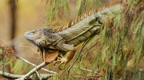 Iguana shaking head and walking on tree branch before it breaks