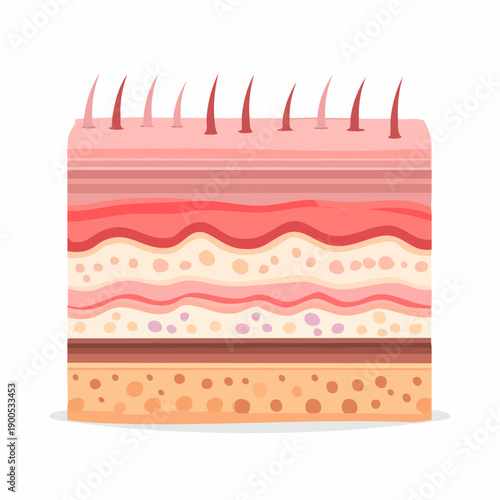 Detailed anatomical illustration of human skin layers showcasing epidermis, dermis, and subcutaneous tissue from a cross-sectional viewpoint