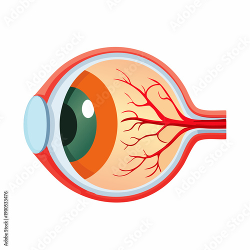 Detailed Cross-Sectional View of a Human Eye Anatomy Showing Iris, Pupil, and Retina