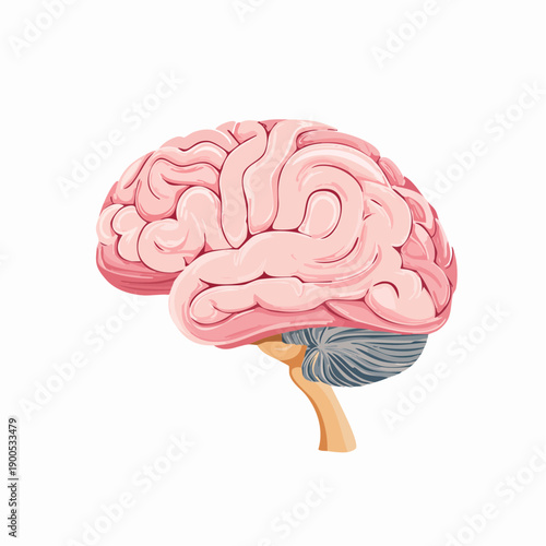 Detailed illustration of human brain anatomy showcasing cerebral cortex and cerebellum from a lateral viewpoint