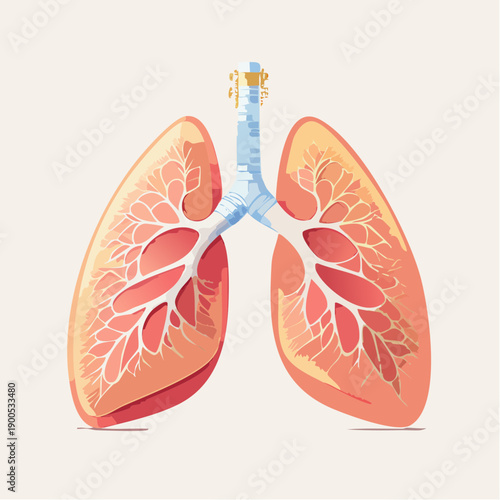 Detailed anatomical illustration of human lungs showcasing trachea and bronchi from a frontal viewpoint