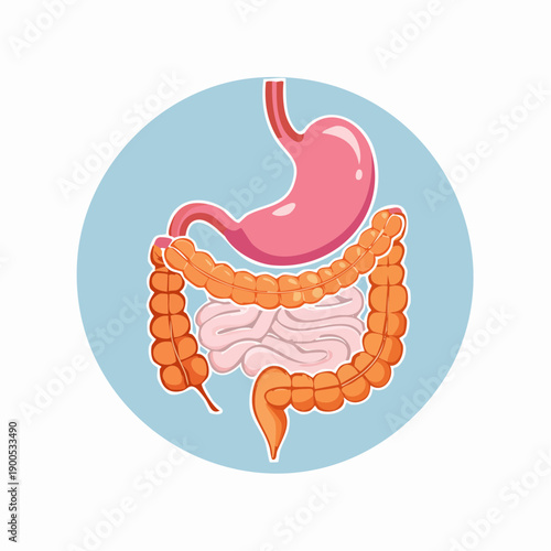 Illustration of the human digestive system showing stomach and intestines in a detailed medical diagram