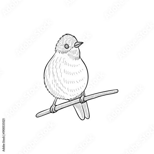 vector vintage style drawing sittng bird , hand drawn illustration, isolated nature design element