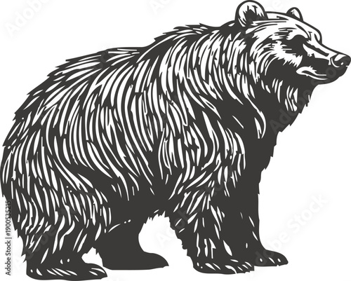 Strong grizzly bear standing sideways with shaggy fur and sharp features in silhouette illustration