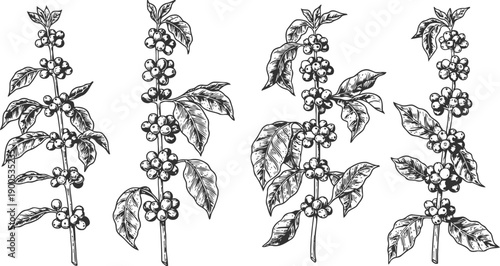 coffee plant branches with ripe berries and leaves botanical ink drawing set showing detail of fruit stem and foliage