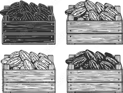 wooden crates filled with cocoa beans illustration natural harvest, organic raw cacao pods pile, vintage drawing