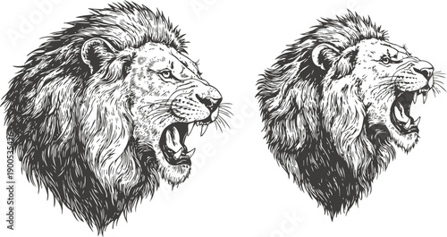 Roaring lion head illustration set detailed wild animal profile with mane and open mouth showing teeth