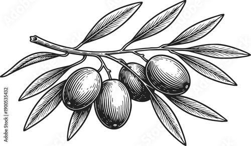Olive branch with leaves and ripe olives vintage botanical line art illustration of fruit and foliage