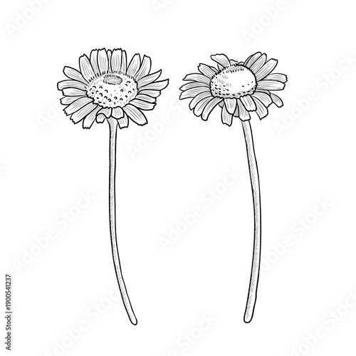 vector drawing flowers, daisy, chamomiles, vintage style elements isolated at white background, hand drawn illustration