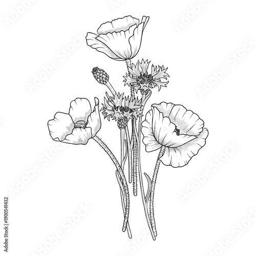 vector drawing flowers, bouquet, poppies and cornflowers, vintage style elements isolated at white background, hand drawn illustration