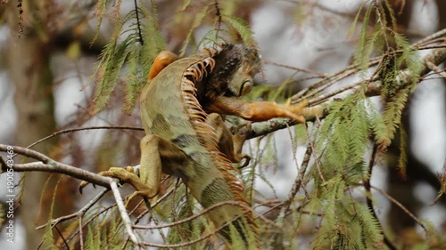 Green iguana turning around and crawling along tree branch