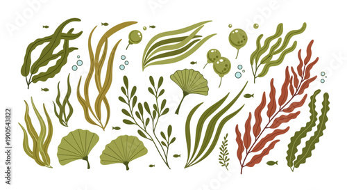 Vector illustration of various seaweed and marine plants