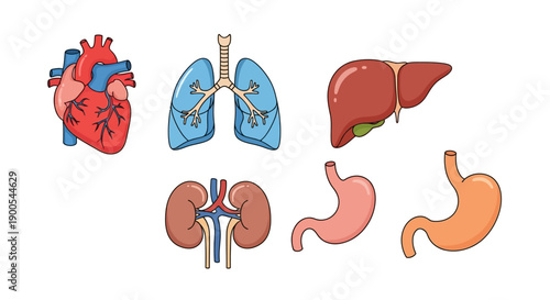 Colorful vector illustration of human internal organs set