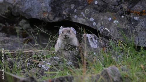Wallpaper Mural Pika in the alpine in the Canadian Rockies Torontodigital.ca