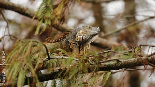Green iguana resting on tree branch and looking around