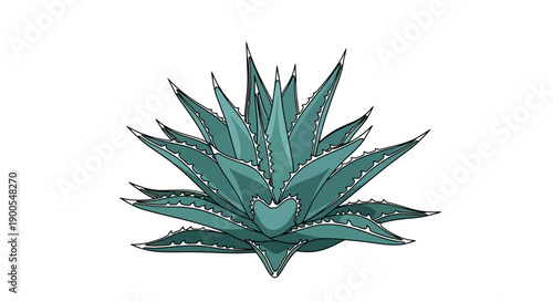 Vector illustration of a green aloe vera plant on white background