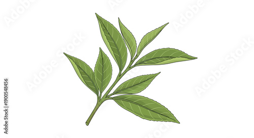 Realistic green tea leaf illustration on white background