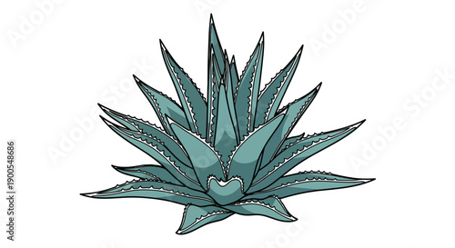 Illustration of a Succulent Aloe Vera Plant on White Background