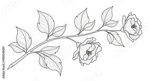 Elegant Black and White Outline Drawing of a Branch with Blossoming Flowers and Leaves