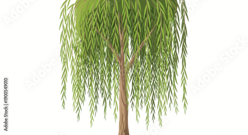 Realistic illustration of a green weeping willow tree on white background