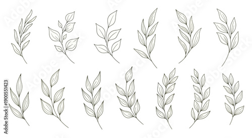 Set of delicate hand-drawn botanical illustrations of leaves and branches on white background