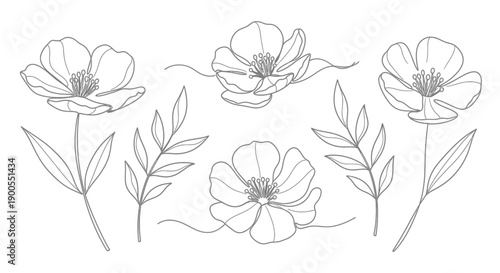 Elegant Hand-Drawn Floral Elements and Botanical Illustrations in Outline Style