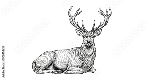 Majestic Stag with Antlers Resting in a Serene Pose, Detailed Illustration