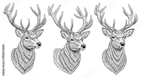 Elegant Deer Heads with Antlers, Detailed Art Illustration
