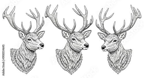 Three Majestic Stag Heads with Antlers in Detailed Engraving Style, Black and White