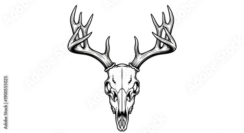 Detailed Black and White Illustration of a Deer Skull with Antlers, Vector Art