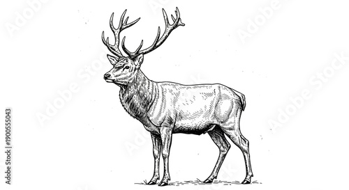 Magnificent Stag with Majestic Antlers Standing Proudly in a Natural Setting
