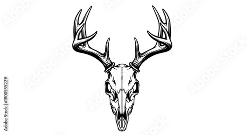 Deer Skull with Antlers - Vector Illustration on White Background