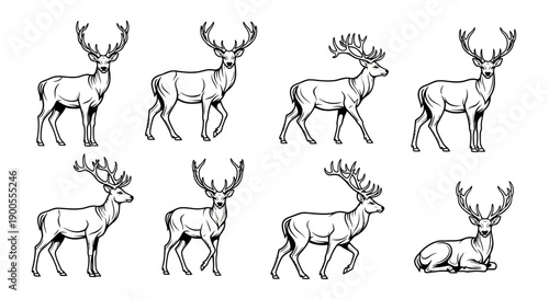 Collection of Majestic Deer Illustrations, Standing and Resting, Black and White Vector Art