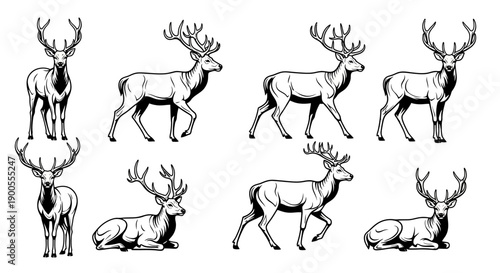 Majestic Stag Deer Collection: Standing, Walking, and Resting Forest Animals