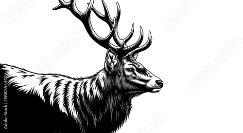 Detailed Black and White Illustration of a Majestic Stag Head and Antlers