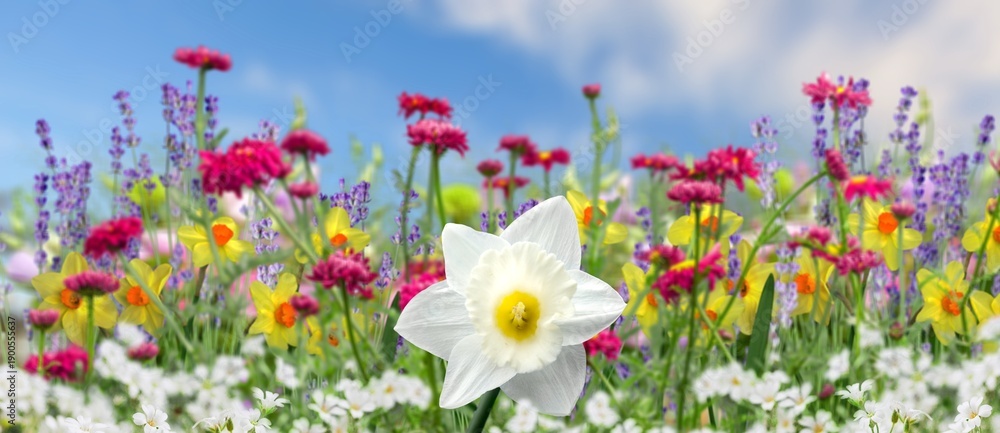 Fototapeta premium Colorful beautiful flowers at meadow in spring day