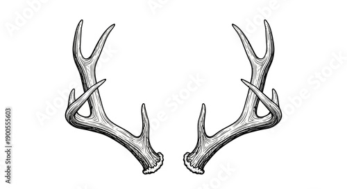 Realistic Drawing of Deer Antlers in Black and White, Isolated on White Background