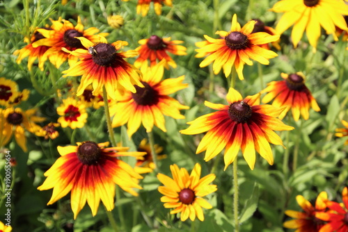yellow flowers in the garden