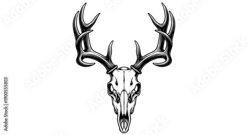 Detailed Illustration of a Majestic Deer Skull with Impressive Antlers
