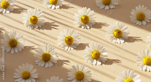 Chamomile Flowers Pattern, Sunlight Shadows, Beige Background